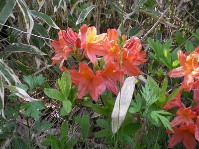 Rhododendron molle, photographed by Yoshimasa Uchiyama