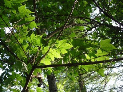 Acer argutum, photographed by Yoshimasa Uchiyama