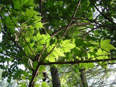 Acer argutum, photographed by Yoshimasa Uchiyama