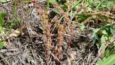 Crassula colligata, photographed by Colin Meurk