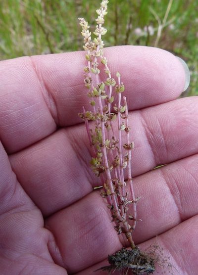 Crassula colligata, photographed by Colin Meurk