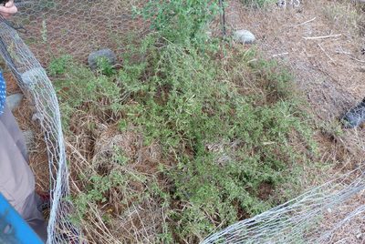 Olearia adenocarpa, photographed by Colin Meurk