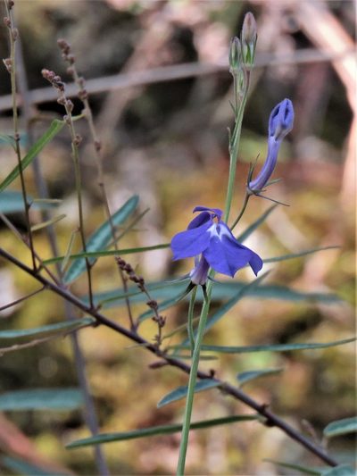 Lobelia sublibera, photographed by Annika Lindqvist