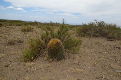 Denmoza rhodacantha, photographed by Agustín Zarco