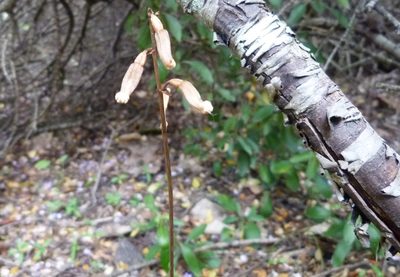 Gastrodia minor, photographed by Colin Meurk