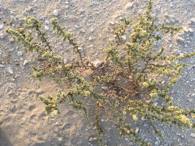 Caroxylon imbricatum, photographed by Carrie Seltzer