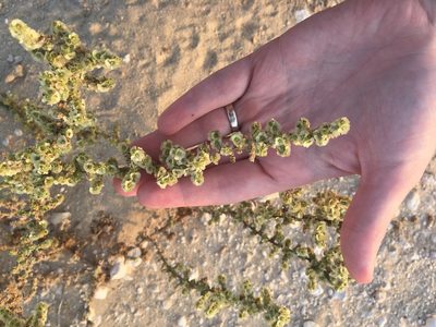Caroxylon imbricatum, photographed by Carrie Seltzer