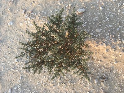 Zygophyllum qatarense, photographed by Carrie Seltzer