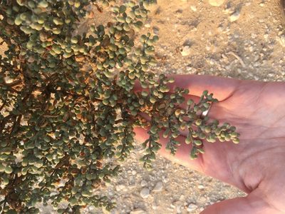 Zygophyllum qatarense, photographed by Carrie Seltzer
