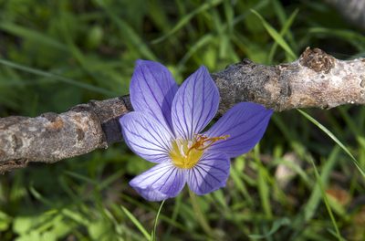 Crocus ibrahimii, photographed by katunchik