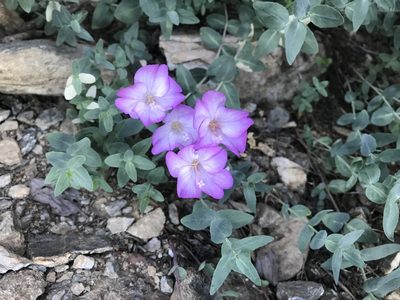 Epilobium siskiyouense, photographed by Alisa Kim