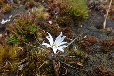 Celmisia alpina, photographed by John Barkla