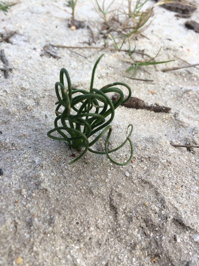 Albuca spiralis, photographed by Jeremy Gilmore