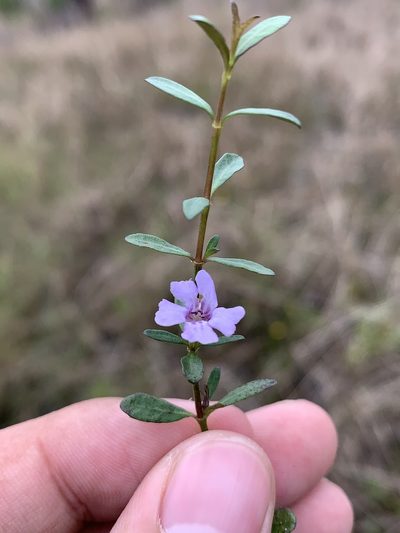 Dyschoriste angusta, photographed by Brandon Corder