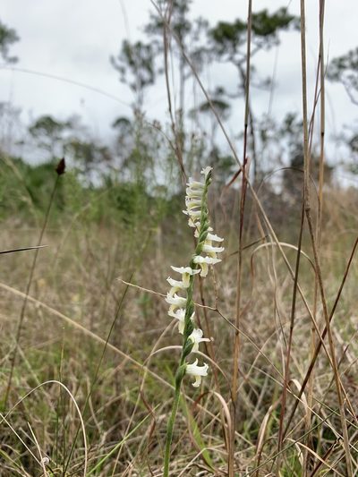 Spiranthes longilabris, photographed by Brandon Corder