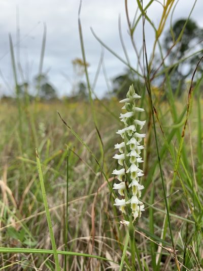 Spiranthes triloba, photographed by Brandon Corder