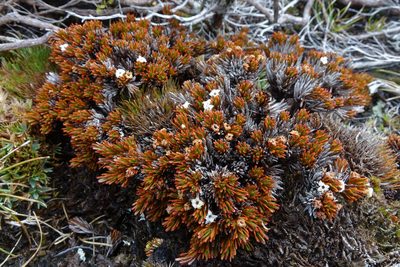 Dracophyllum politum, photographed by John Barkla