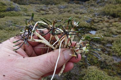 Liparophyllum gunnii, photographed by John Barkla
