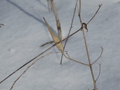 Vincetoxicum acuminatifolium, photographed by Repina Tatyana
