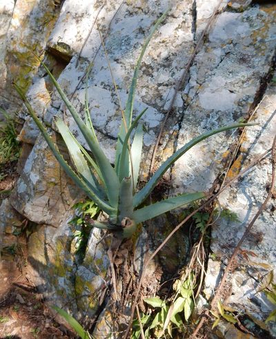 Aloe mutabilis, photographed by Henry de Lange