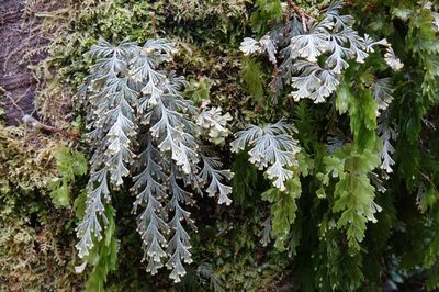 Hymenophyllum malingii, photographed by John Barkla