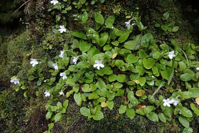 Ourisia crosbyi, photographed by John Barkla