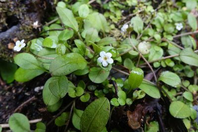Myosotis tenericaulis, photographed by John Barkla