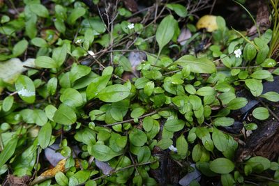 Myosotis tenericaulis, photographed by John Barkla
