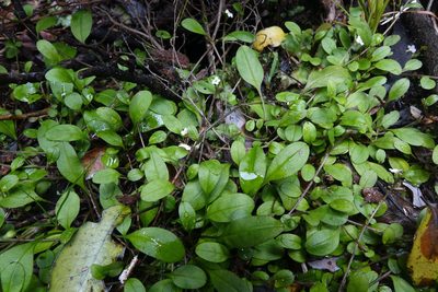 Myosotis tenericaulis, photographed by John Barkla