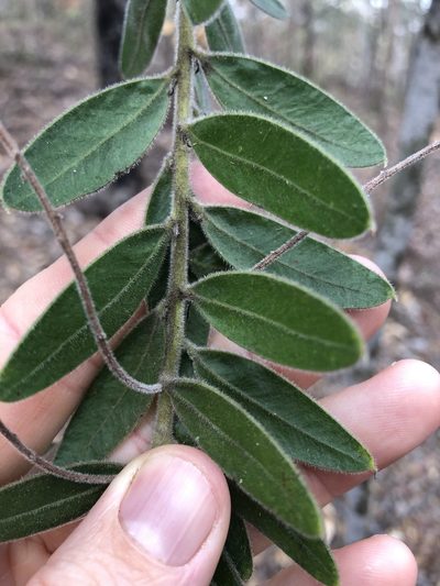 Acacia uncifera, photographed by Greg Tasney