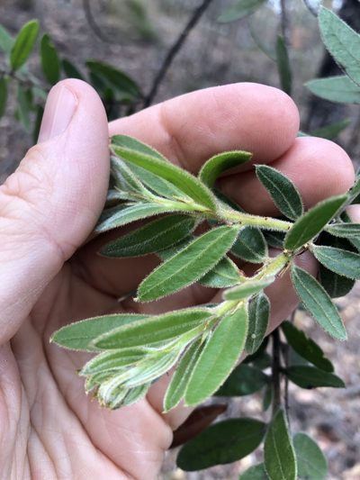 Acacia uncifera, photographed by Greg Tasney
