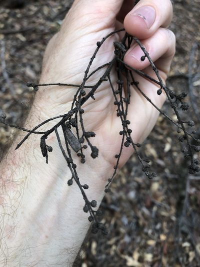 Acacia uncifera, photographed by Greg Tasney