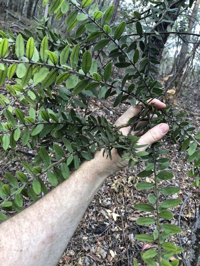 Acacia uncifera, photographed by Greg Tasney