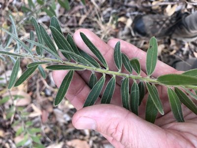 Acacia uncifera, photographed by Greg Tasney
