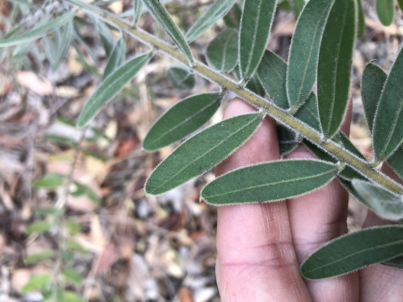 Acacia uncifera, photographed by Greg Tasney
