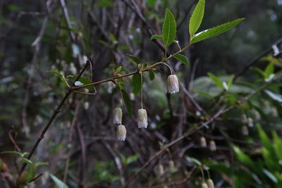 Aristotelia peduncularis, photographed by Cowirrie