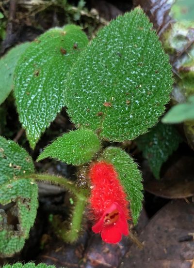Kohleria villosa, photographed by desertnaturalist