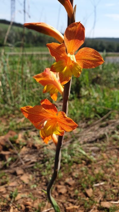 Gladiolus aurantiacus, photographed by Aaliyah Motala