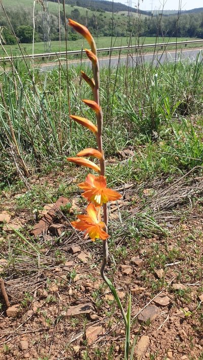 Gladiolus aurantiacus, photographed by Aaliyah Motala