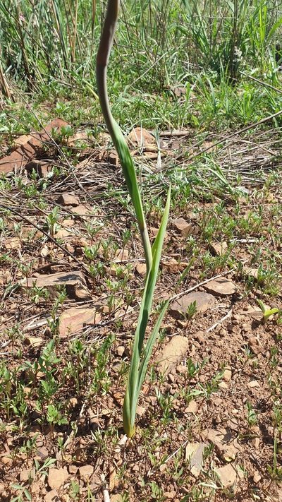 Gladiolus aurantiacus, photographed by Aaliyah Motala