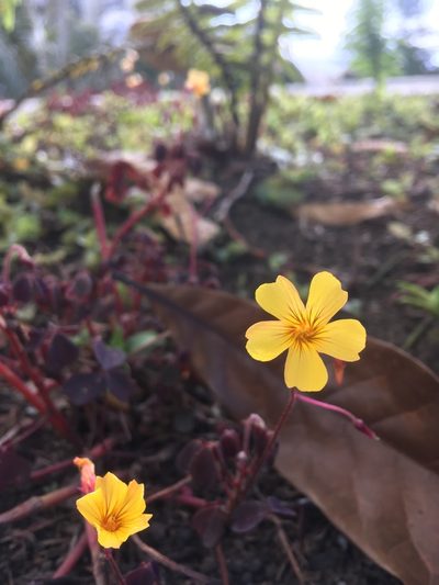 Oxalis spiralis, photographed by Andrew J. Crawford