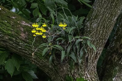 Gomesa bifolia, photographed by Luciano Massa