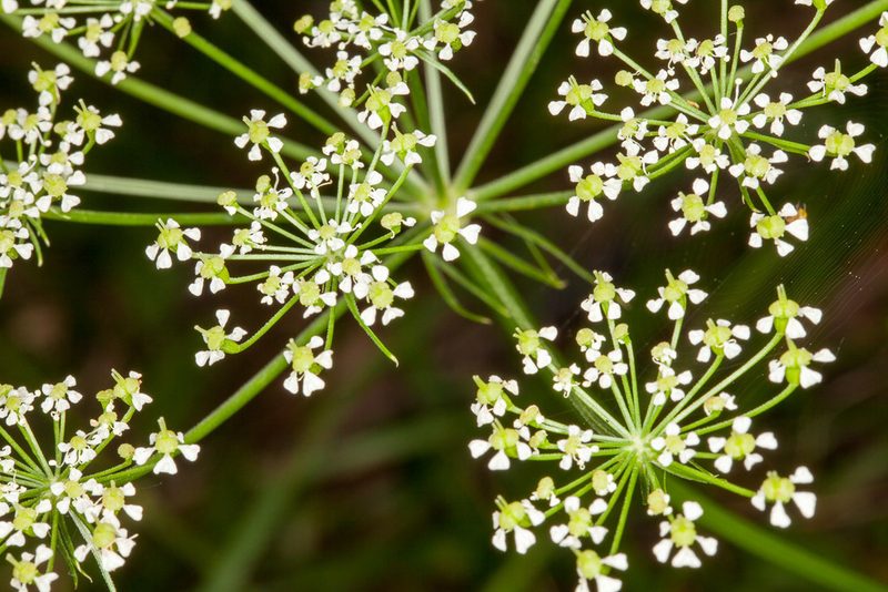 Peucedanum rablense, photographed by Drepanostoma