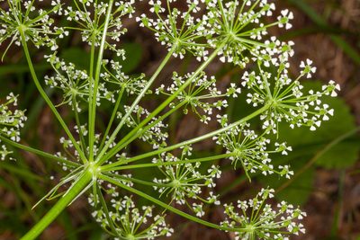 Peucedanum rablense, photographed by Drepanostoma