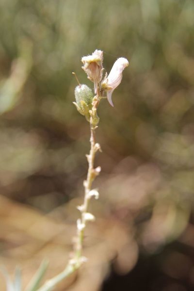 Linaria nivea, photographed by Olivier Argagnon