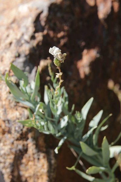 Linaria nivea, photographed by Olivier Argagnon