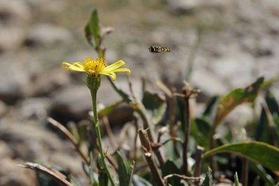 Senecio pyrenaicus, photographed by Olivier Argagnon