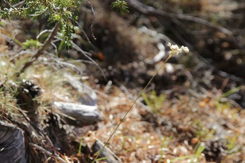 Luzula lactea, photographed by Olivier Argagnon