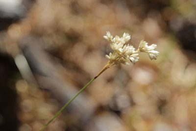 Luzula lactea, photographed by Olivier Argagnon