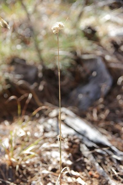 Luzula lactea, photographed by Olivier Argagnon
